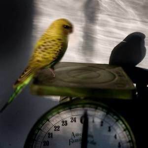 Meet your Posher, Issa